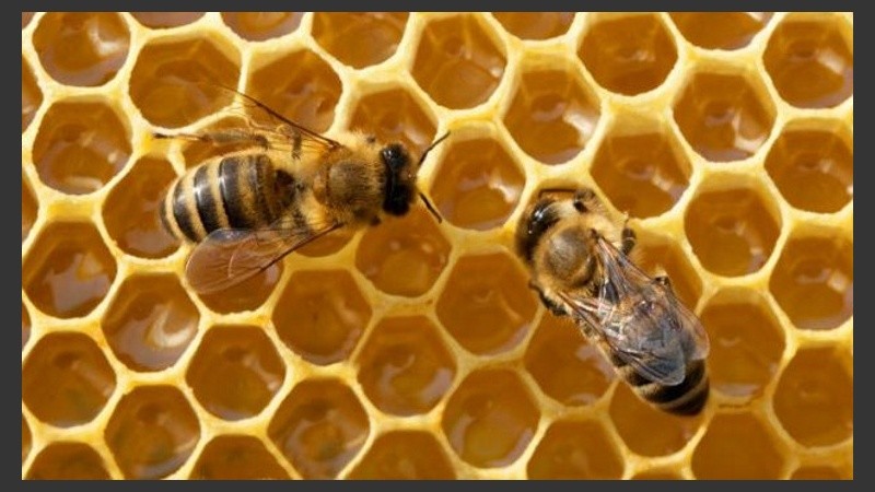 Las abejas saben sumar y restar, según la ciencia.