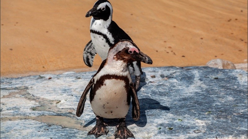 Las relaciones entre pingüinos del mismo sexo son algo común.