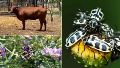 Más efectos de la sequía: el escarabajo "7 de oro" invadió cultivos y provoca mortandad de animales