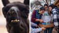 "Dalai Llama", la llama más vieja del mundo, celebró su cumpleaños número 27
