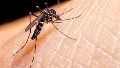 Detectaron el primer caso importado de Chikungunya en Rosario: síntomas y cuidados