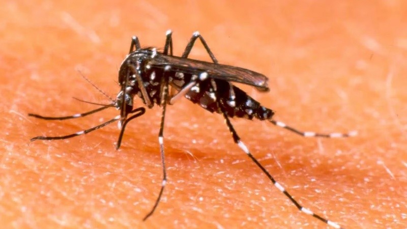 La fiebre Chikugunya se transmite a través del mosquito Aedes.
