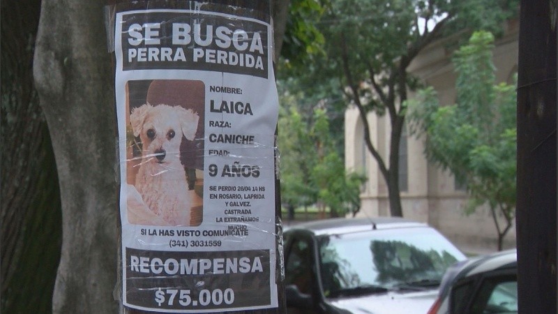 El cartel en el que piden rescate por Laica.