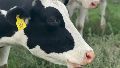 El Gobierno prorrogó por un año la suspensión de las retenciones a los lácteos