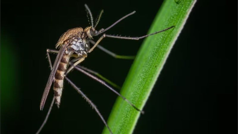 La especie Aedes Albifasciatus.