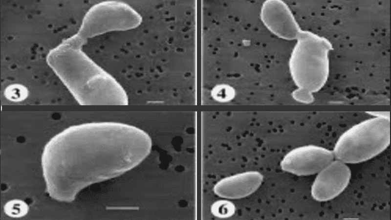 Las infecciones por hongos representan casi el 6,8 por ciento de las muertes mundiales.