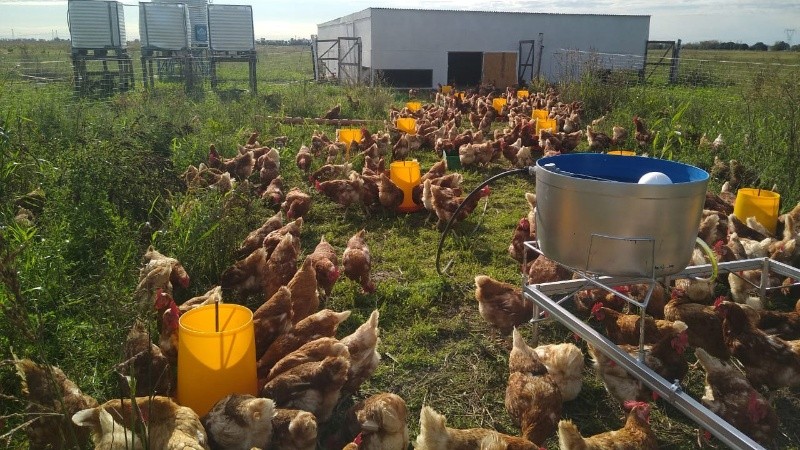 Desde 2022 y hasta fines de 2023, hubo 500 gallinas ponedoras en el predio.