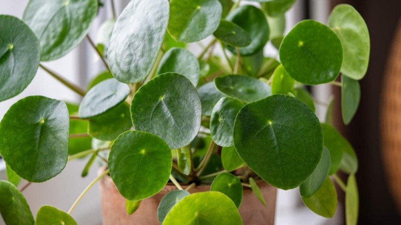 Existen distintos tipos de Pilea que pueden utilizarse en la decoración de interiores.