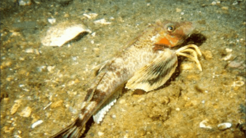 Los petirrojos marinos del norte tienen tres patas a cada lado del cuerpo.