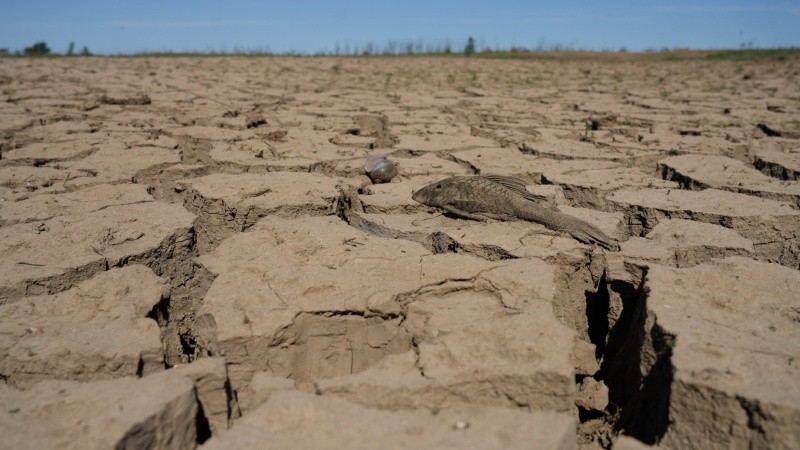 La tierra seca y agrietada, con restos de pescados que completan el escenario de una seca que promete agravarse.