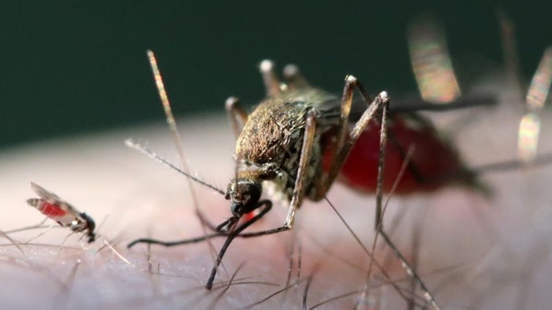 El OROV se transmite principalmente a través de la picadura del jején Culicoides paraensis.