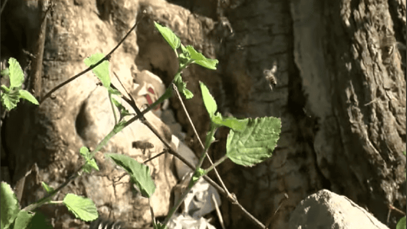 Así se ven este martes las abejas en el árbol donde ocurrió el ataque al vecino.