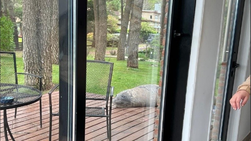 El momento en que la familia entró para dejar al lobo marino tranquilo en el deck.