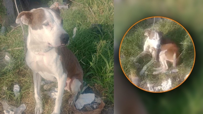 El perro fue rescatado y será atendido en un veterinario.