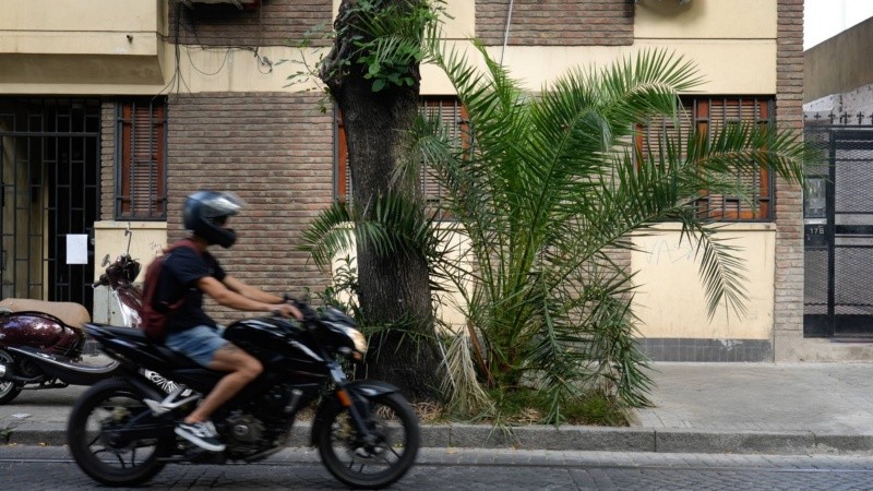 El arbolado urbano es una herramienta imprescindible para combatir las islas de calor.