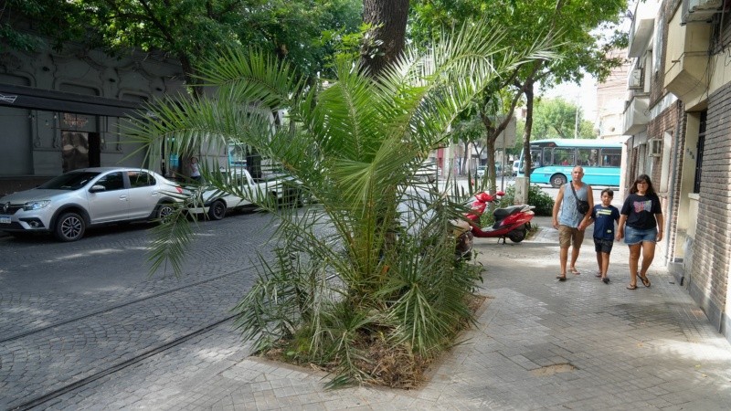 El arbolado urbano es una herramienta imprescindible para combatir las islas de calor.