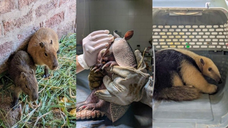 Rescataron tres animales con señales de haber estado en cautiverio